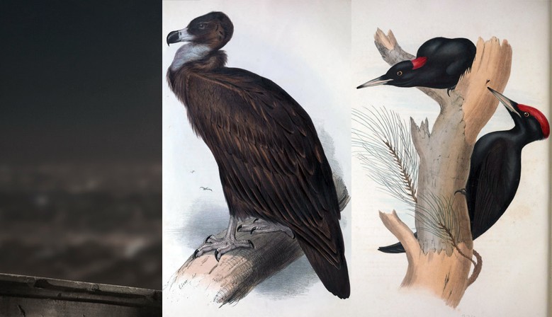 The Birds of Europe